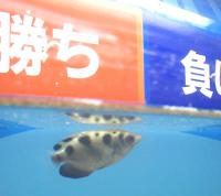 五輪の勝敗予想をするテッポウウオ